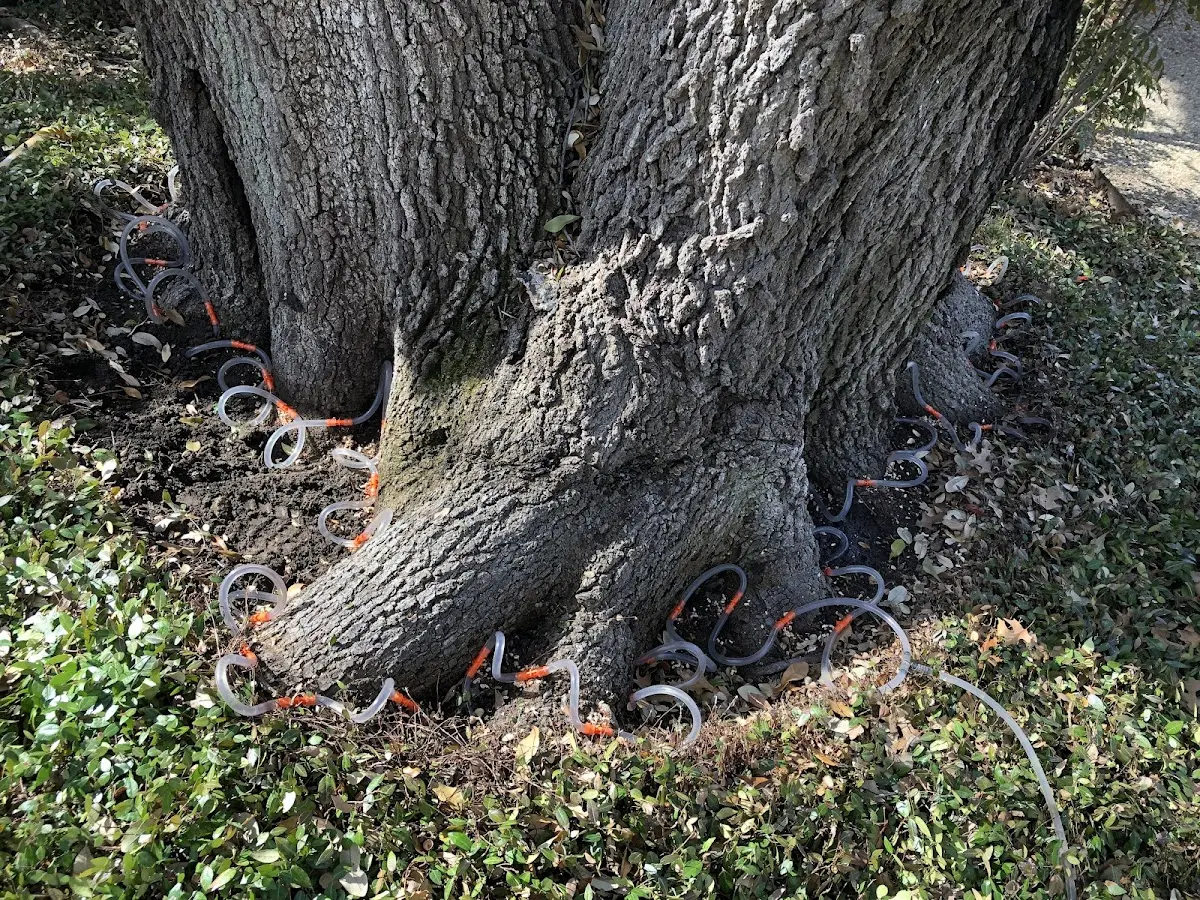 Detailed Tree Cabling and Bracing job site in Oakridge