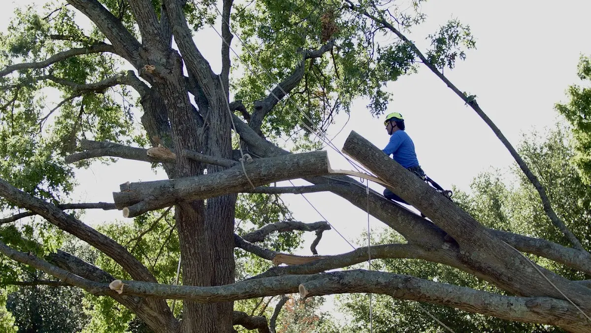 Professional Hazardous Tree Removal performed by certified arborists in Oakridge