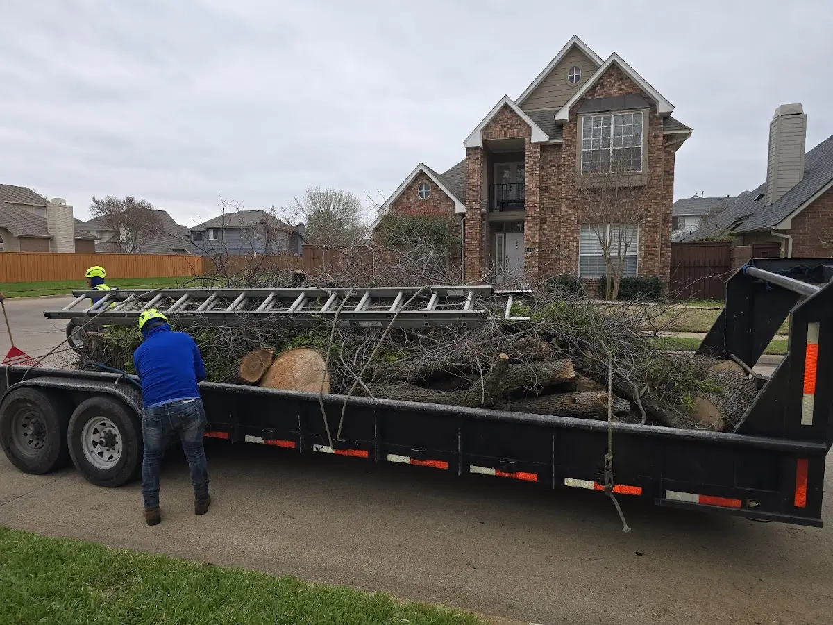 Expert Tree Pest Control with proper safety equipment in Oakridge